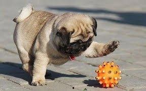 巴哥爆料新版本视频播放,新版本视频播放功能革新来袭! 第1张 巴哥爆料新版本视频播放,新版本视频播放功能革新来袭! 第1张